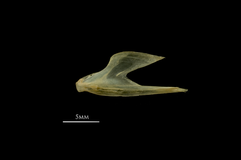 Vendace dentary lateral view