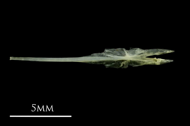 Small sandeel parasphenoid ventral view