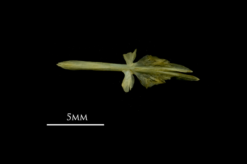 Bullhead parasphenoid dorsal view