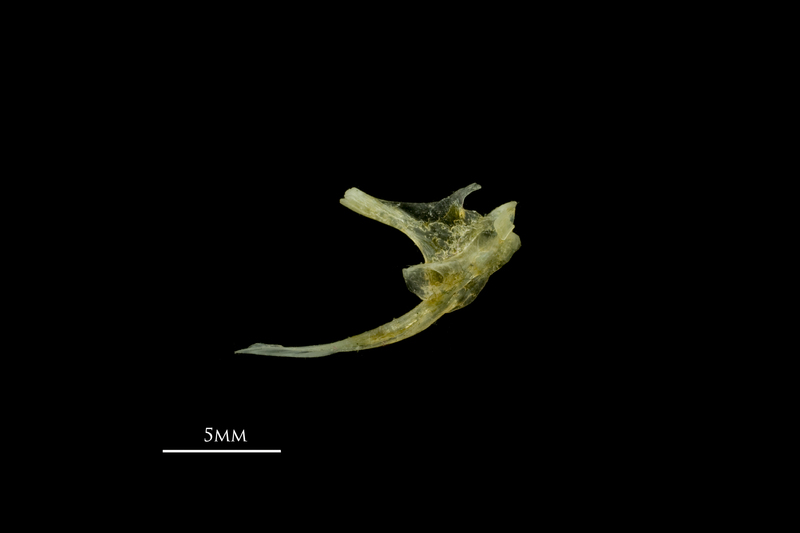 Scad posttemporal lateral view