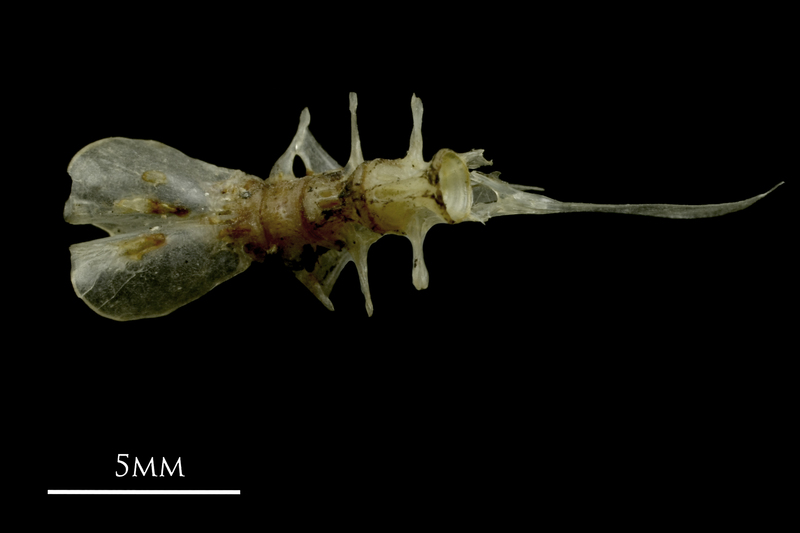 Sandsmelt basioccipital ventral view