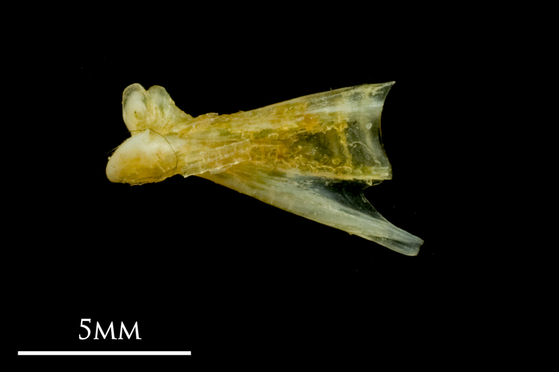 Common sole quadrate lateral view