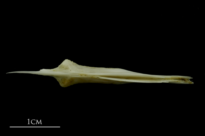 Mediterranean moray parasphenoid ventral view