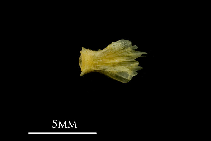 Bullhead basioccipital ventral view