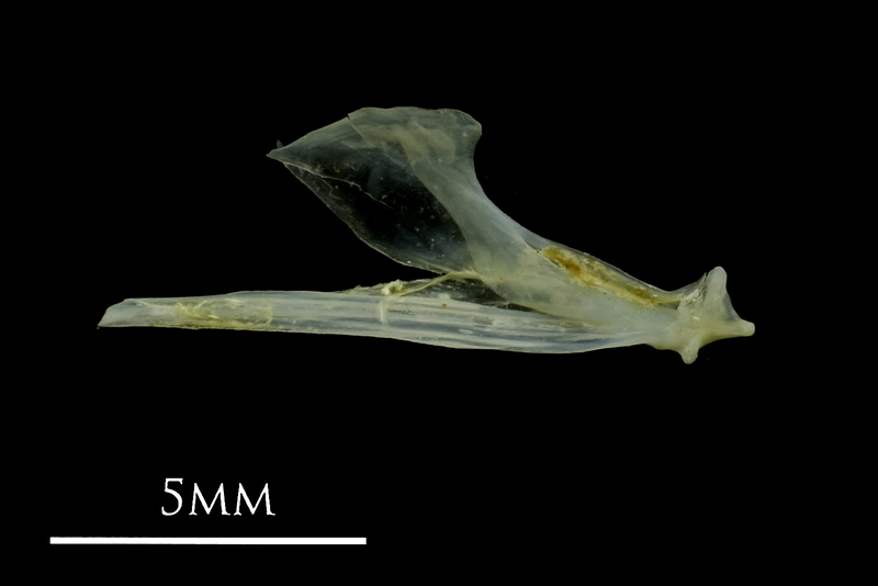 Small sandeel dentary medial view