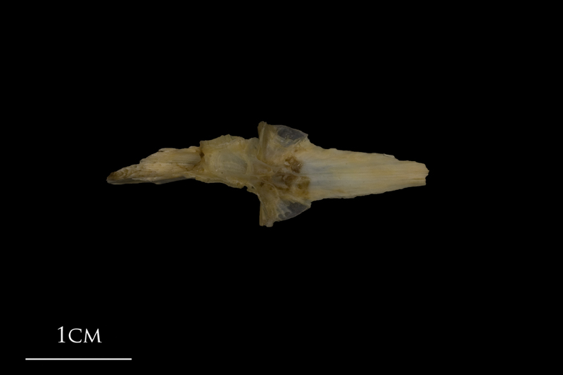 Shore rockling for assessment dorsal view