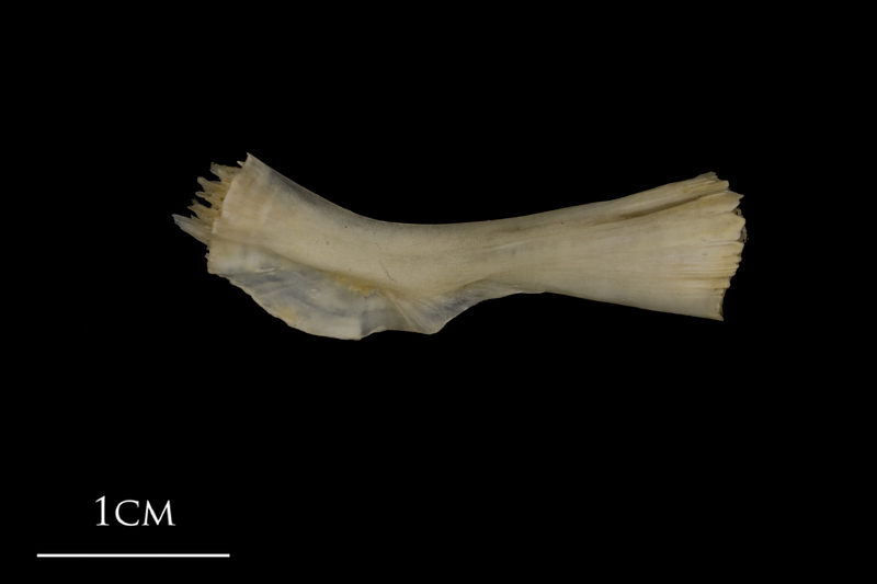 Shore rockling ceratohyal medial view