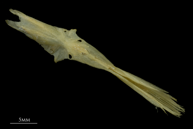 Arctic Char parasphenoid ventral view