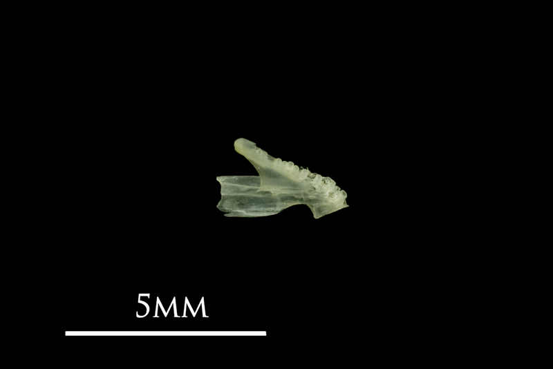 Butterfish dentary medial view