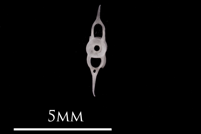 European eel caudal vertebra posterior view