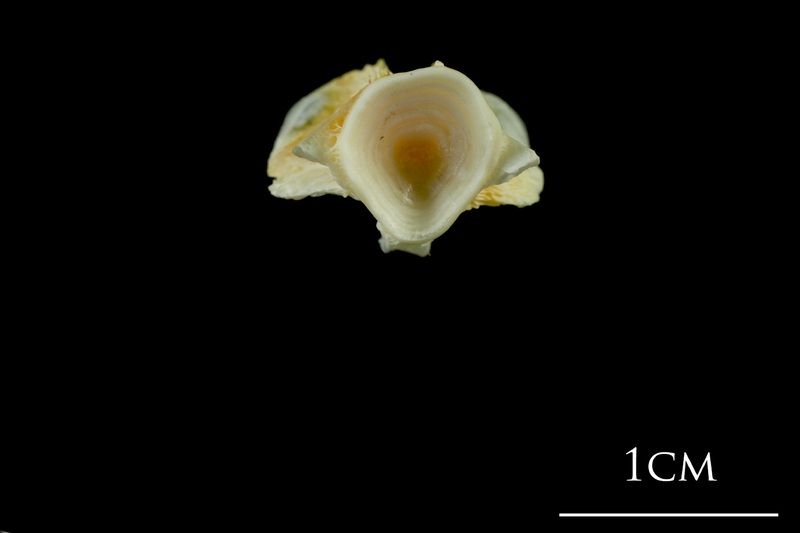 European plaice basioccipital posterior view