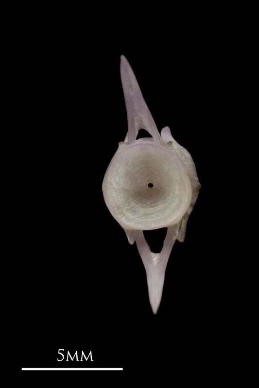 Red seabream caudal vertebra posterior view