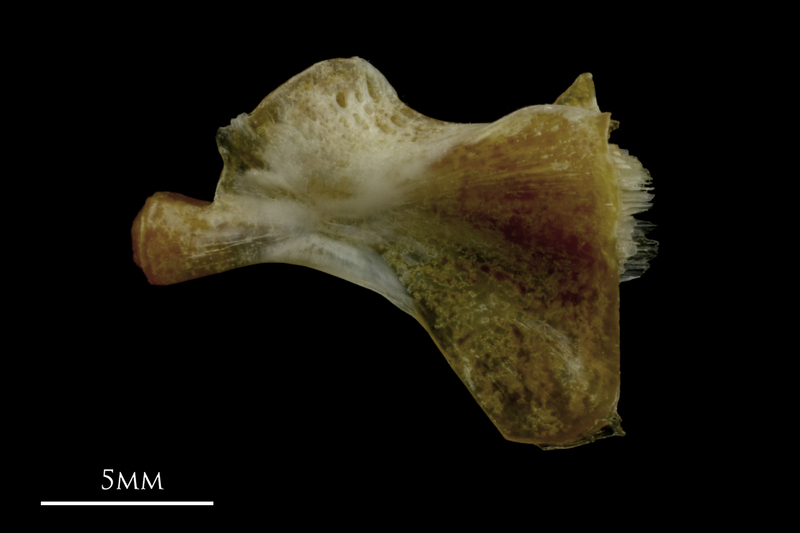 Couch's seabream ceratohyal lateral view