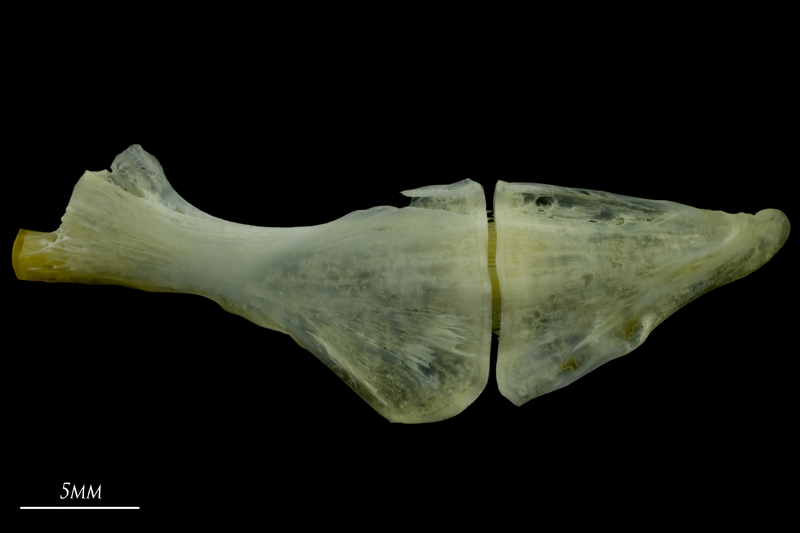 European seabass ceratohyal epihyal complex lateral view