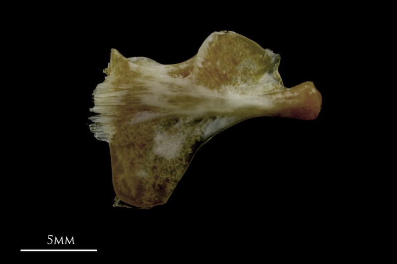 Couch's seabream ceratohyal medial view