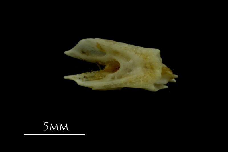 Mediterranean moray for assessment dorsal view