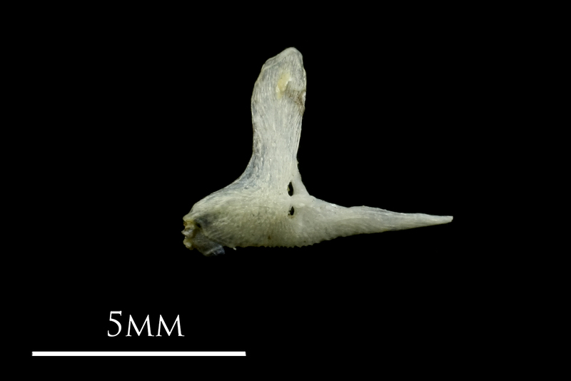 Three-spined stickleback premaxilla lateral view