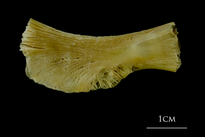 Atlantic cod ceratohyal medial view