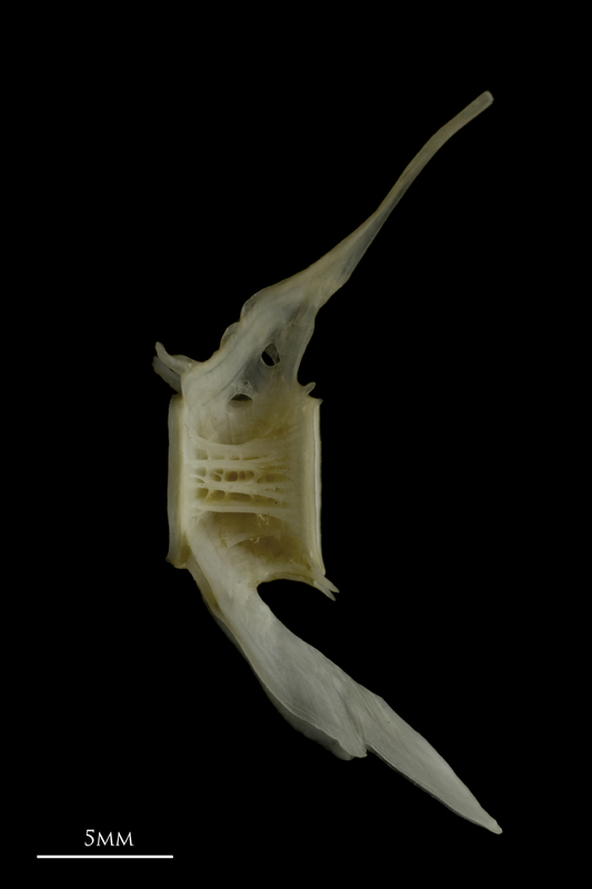 Zander precaudal vertebra lateral view