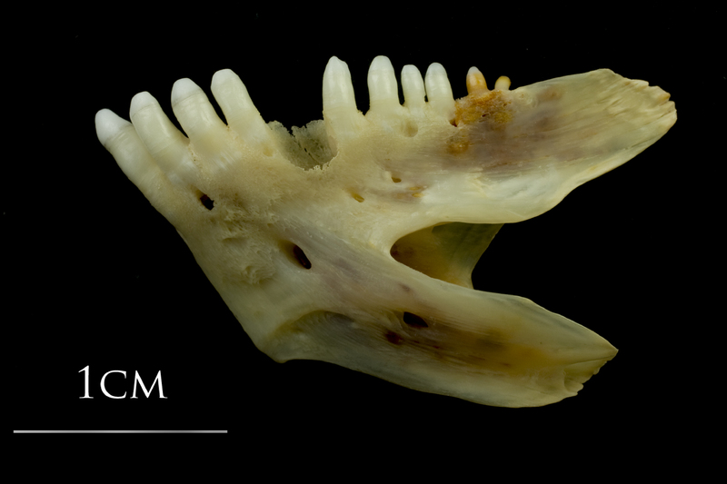 Ballan wrasse dentary lateral view