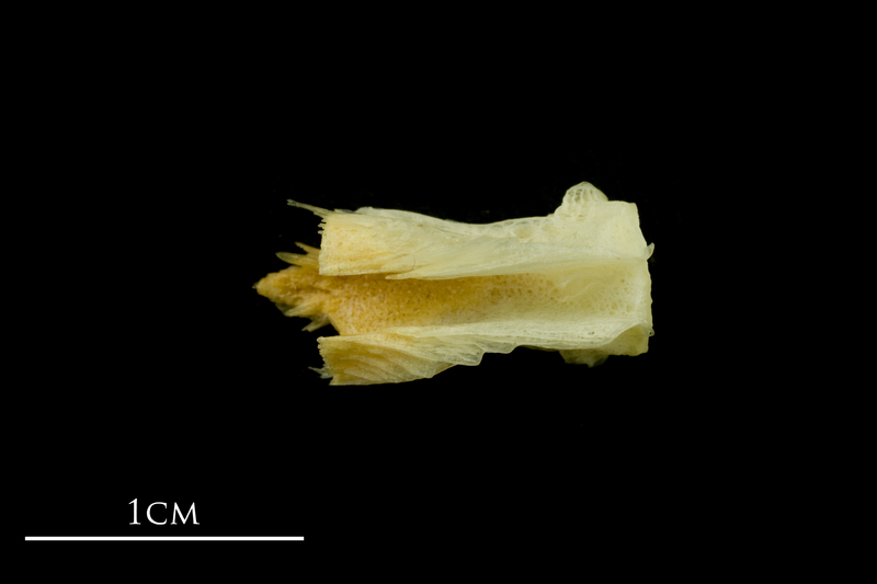 Atlantic mackerel basioccipital ventral view