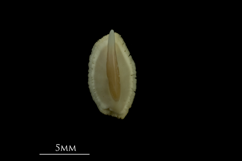 Thornback ray buckler spine dorsal view