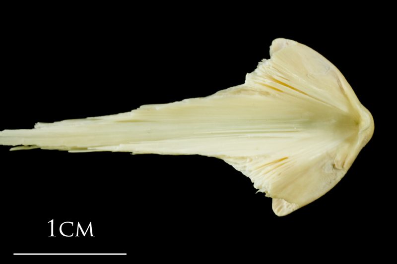 Atlantic cod vomer dorsal view