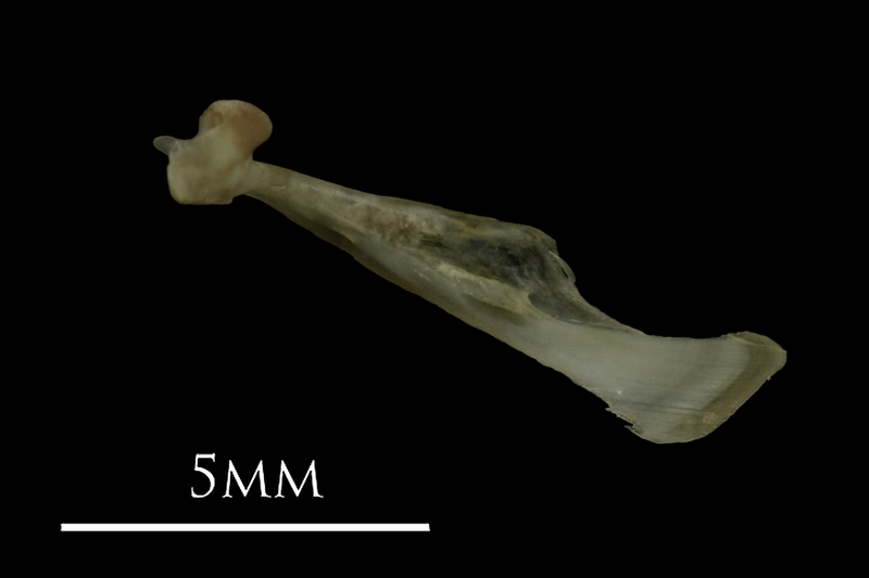 Eelpout maxilla lateral view