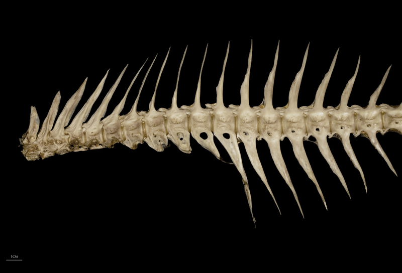 Greater amberjack precaudal vertebra lateral view