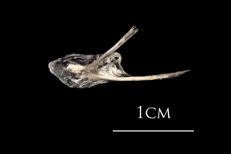 Atlantic herring posttemporal lateral view