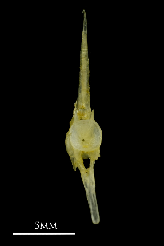 Ruffe caudal vertebra posterior view