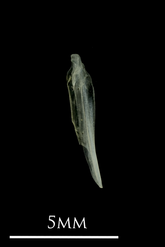 European anchovy supracleithrum medial view