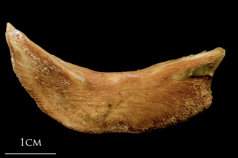 Catfish preopercular medial view