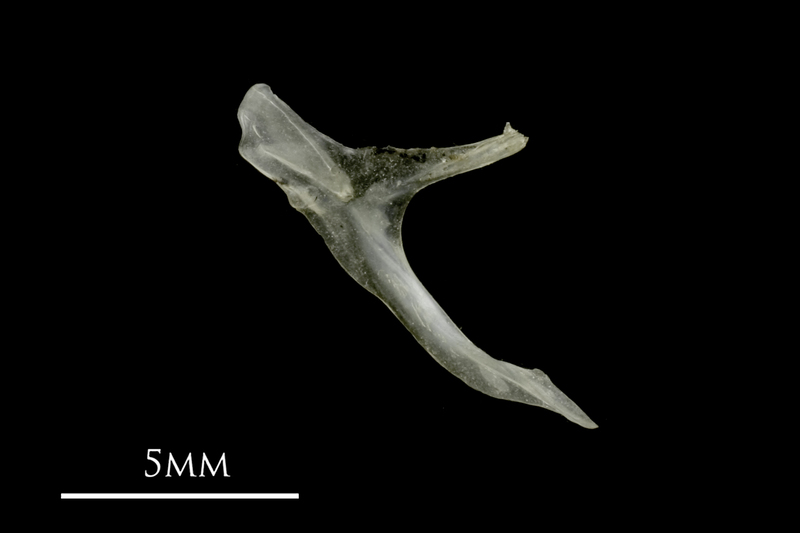 Sandsmelt posttemporal medial view