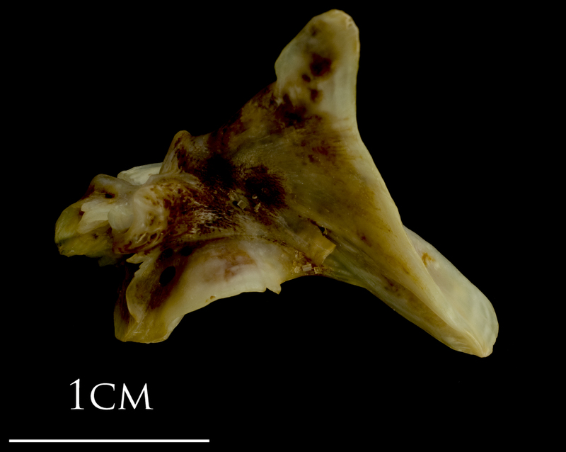 Ballan wrasse articular medial view