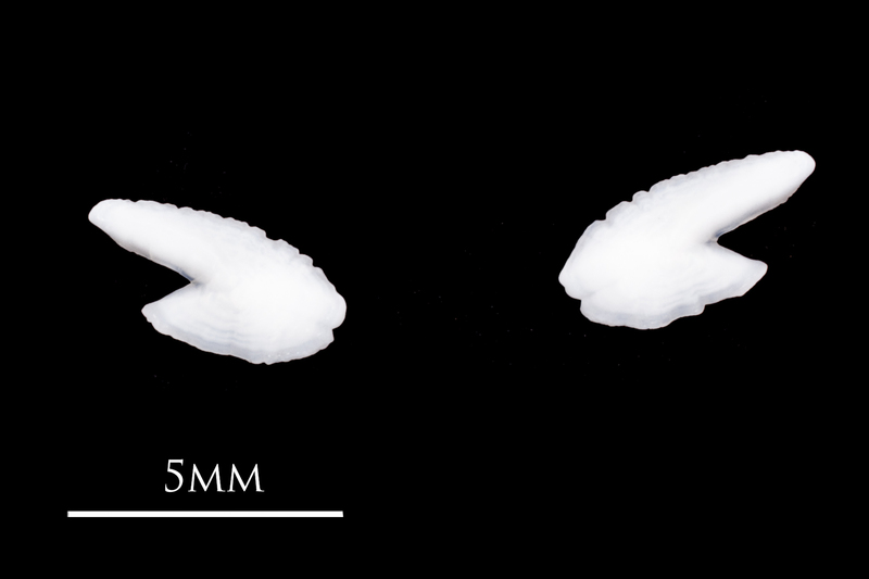 Atlantic herring otolith(s) detail view