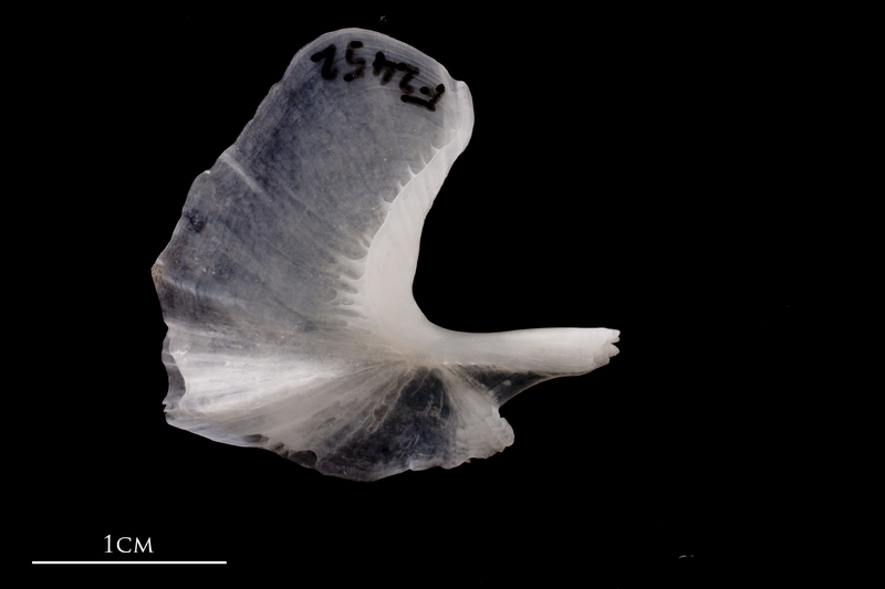 European flounder urohyal lateral view