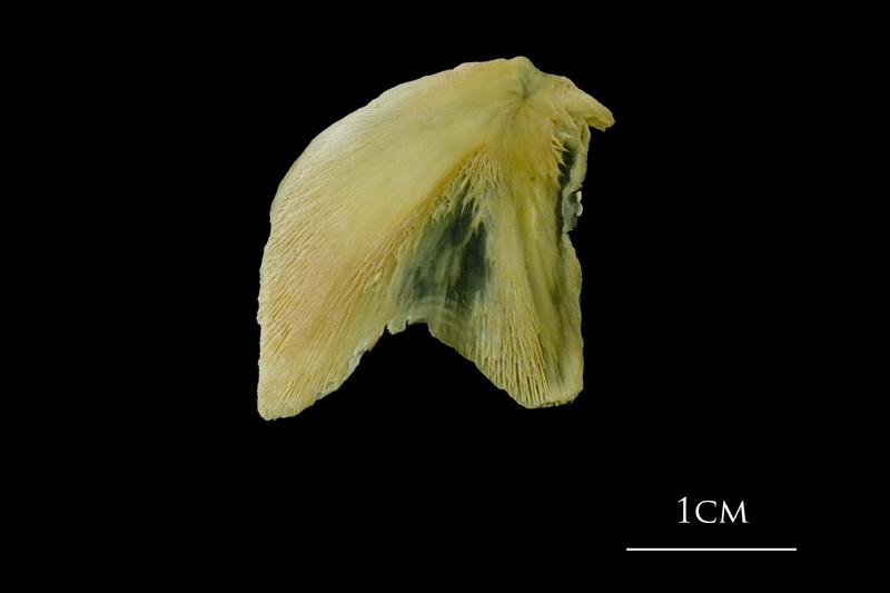 Atlantic cod opercular lateral view