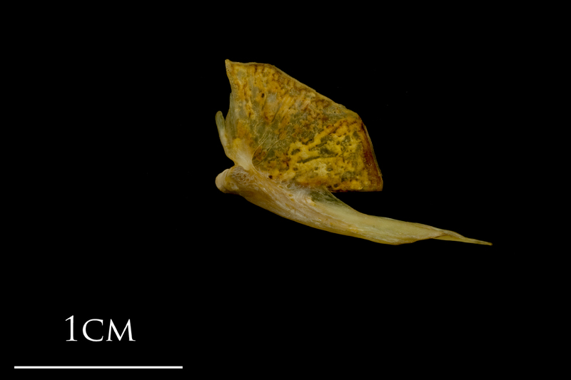 Thinlip grey mullet  quadrate lateral view