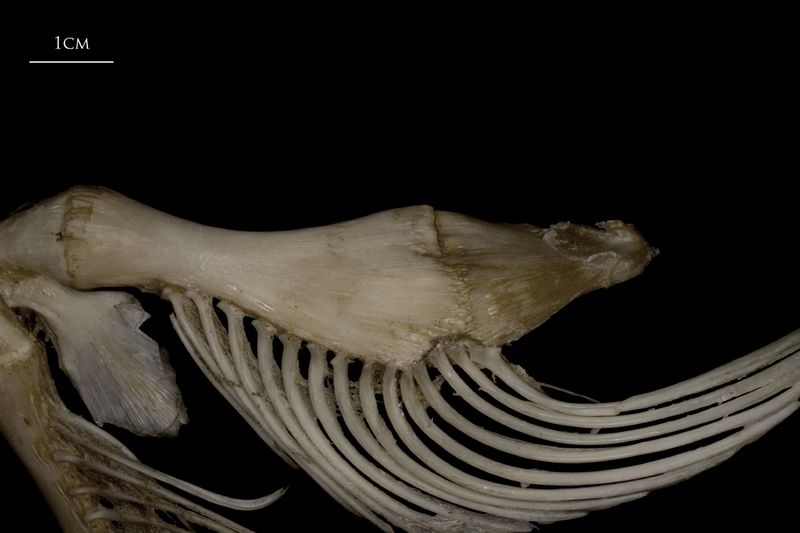 Wels catfish ceratohyal epihyal complex lateral view