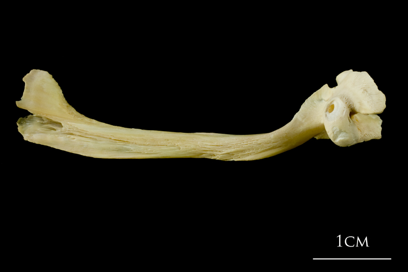 Atlantic cod maxilla medial view