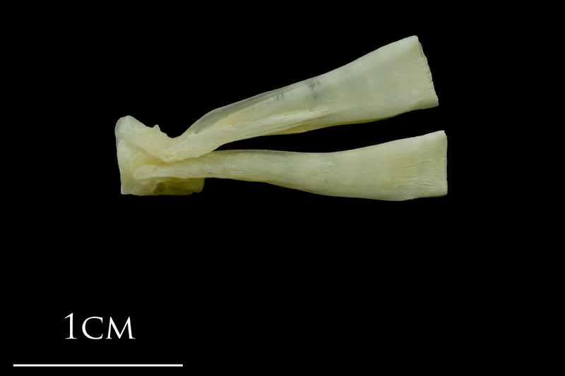 Northern pike ultimate vertebra lateral view