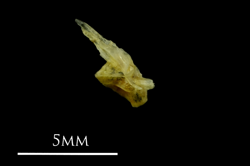 Small sandeel for assessment lateral view