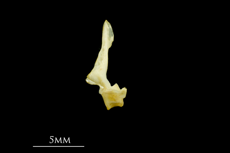 Five-Bearded Rockling first vertebra lateral view