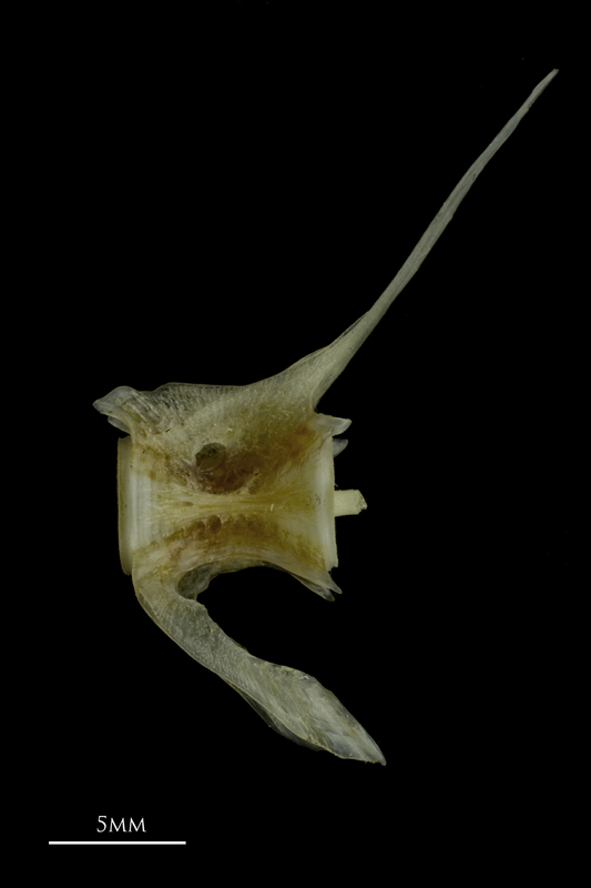 Red gurnard caudal vertebra lateral view