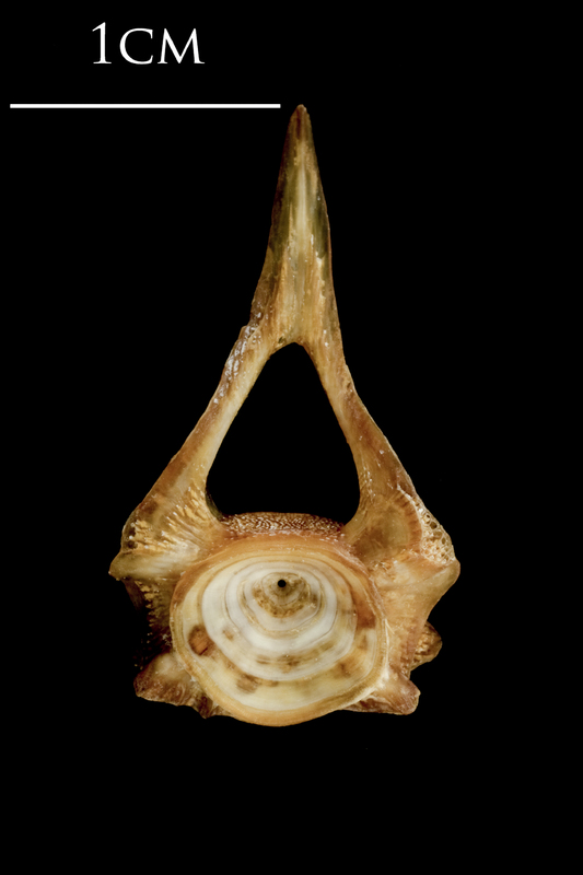 Catfish first vertebra anterior view