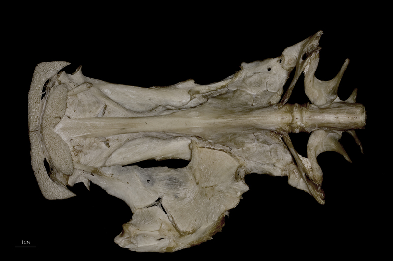 Wels catfish parasphenoid basioccipital vomer complex ventral view