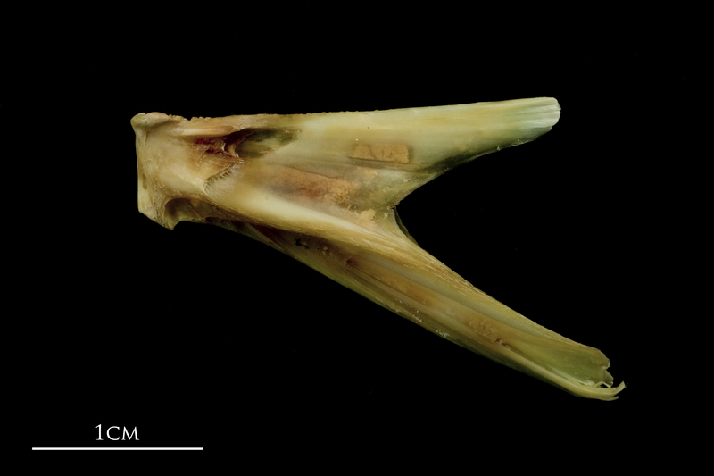 John dory dentary lateral view