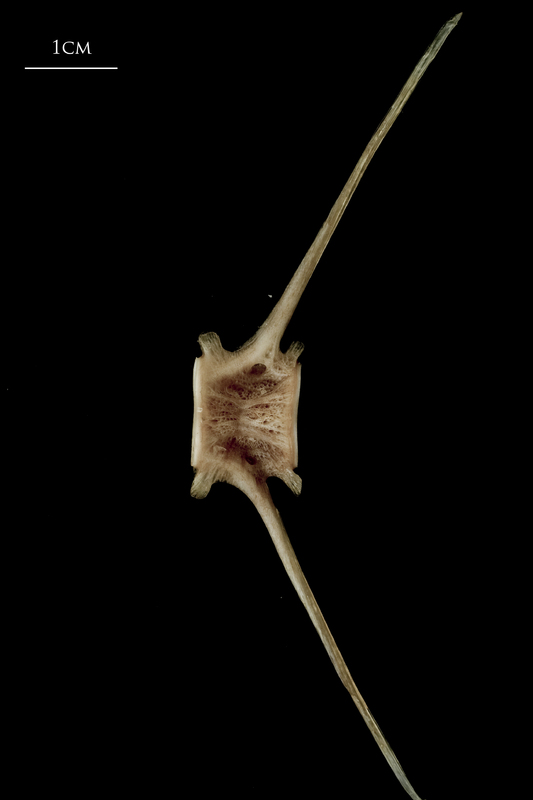 Atlantic halibut caudal vertebra lateral view