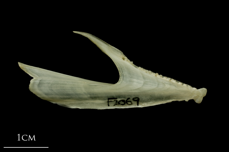 Haddock dentary medial view